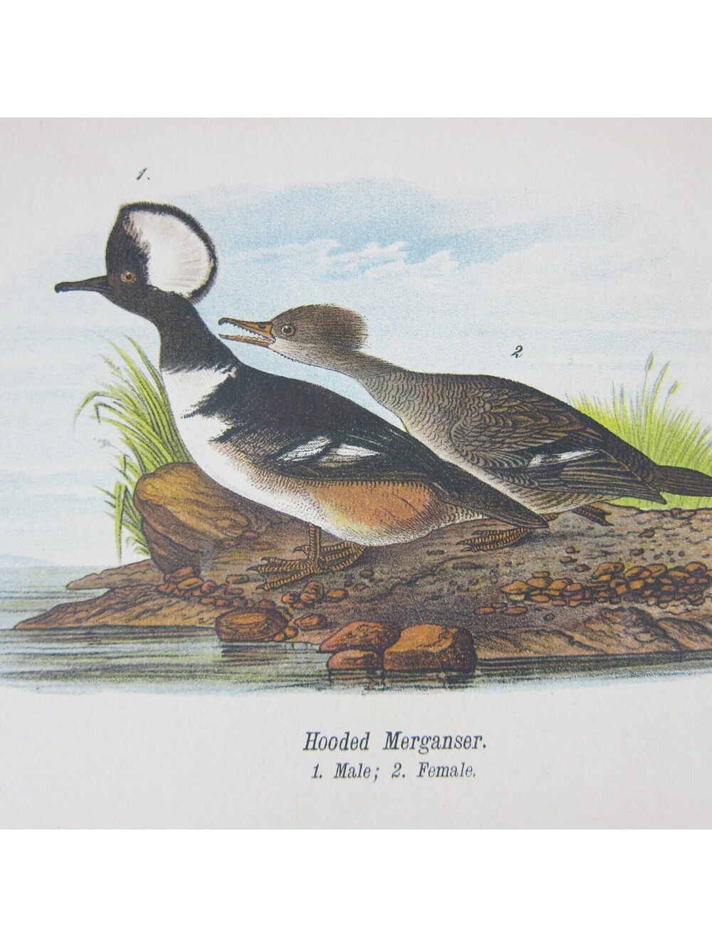 Bird Lithograph Print After John James Audubon Hooded Merganser Antique 1890